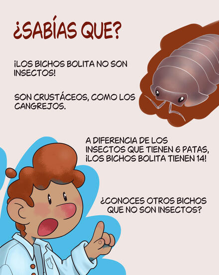 Página informativa para niños sobre las diferencias entre un bicho bolita y un insecto. Ilustración de un isópodo a la derecha, y un niño caricaturesco hablando a la izquierda.