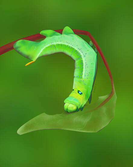 Ilustración de oruga verde (daphnis nerii) comiendo una hoja verde de tallo rojo.